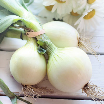 cipolla cipolla