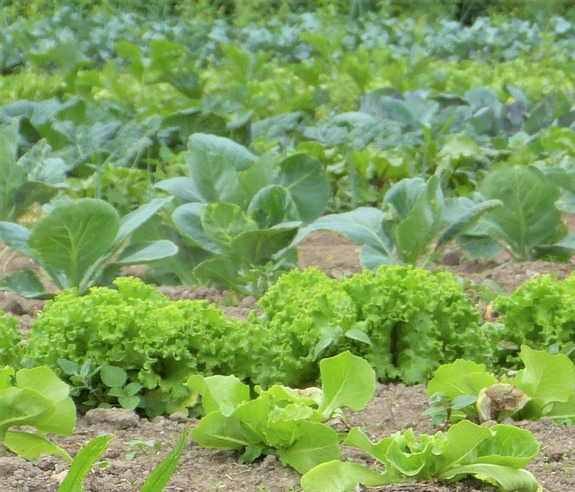 insalata-campo