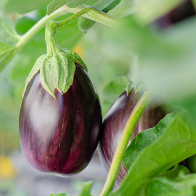 melanzane melanzane