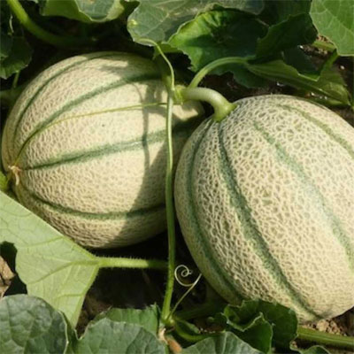 melone-cantalupo melone-cantalupo