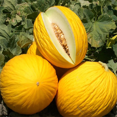melone-gialletto melone-gialletto