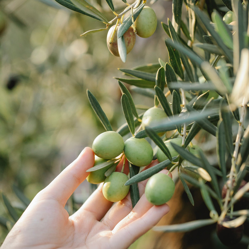 olive-mano