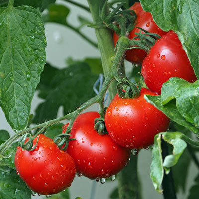 pomodori pomodori