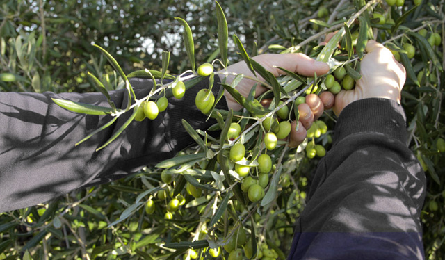 raccolta-manuale-olive