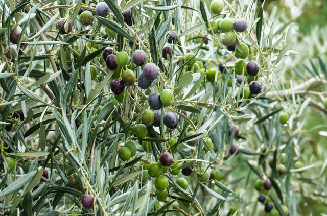 oliva-ogliarola- oliva-ogliarola-