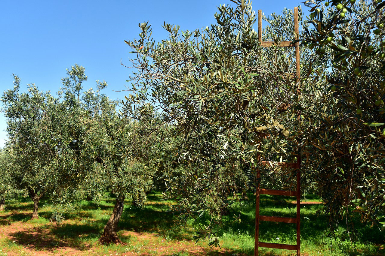 alberi-ulivi alberi-ulivi